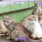 تفسير رؤية القطط في المنام للعزباء والمطلقة والمتزوجة