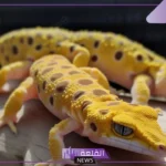 تفسير حلم الوزغ في المنام للعزباء والمتزوجة لابن سيرين