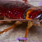 حلم رؤية الصراصير في المنام للمتزوجة والعزباء والرجل لابن سيرين 