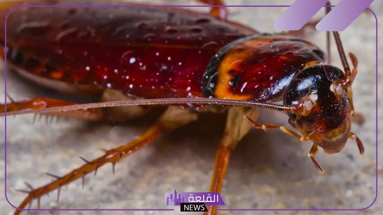 حلم رؤية الصراصير في المنام للمتزوجة والعزباء والرجل لابن سيرين 