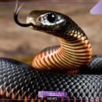 تفسير حلم مسك الثعبان باليد في المنام دون الخوف للعزباء والمتزوجة