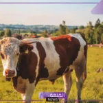 من أسباب قلة الثروة الحيوانية في وطني: ما هو ترتيب المواشي في البلاد العربية 