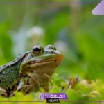 من هم ذوات الدم البارد والحار؟ هل الإنسان من ذوات الدم البارد أم الحار