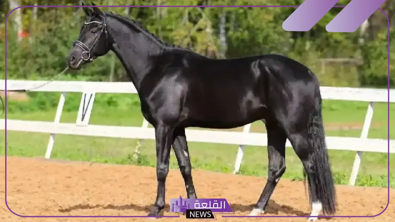 معلومات عن الخيل الاعوجية وأصلها في الإسلام 6 ما هو أصل الخيول الأعوجية؟