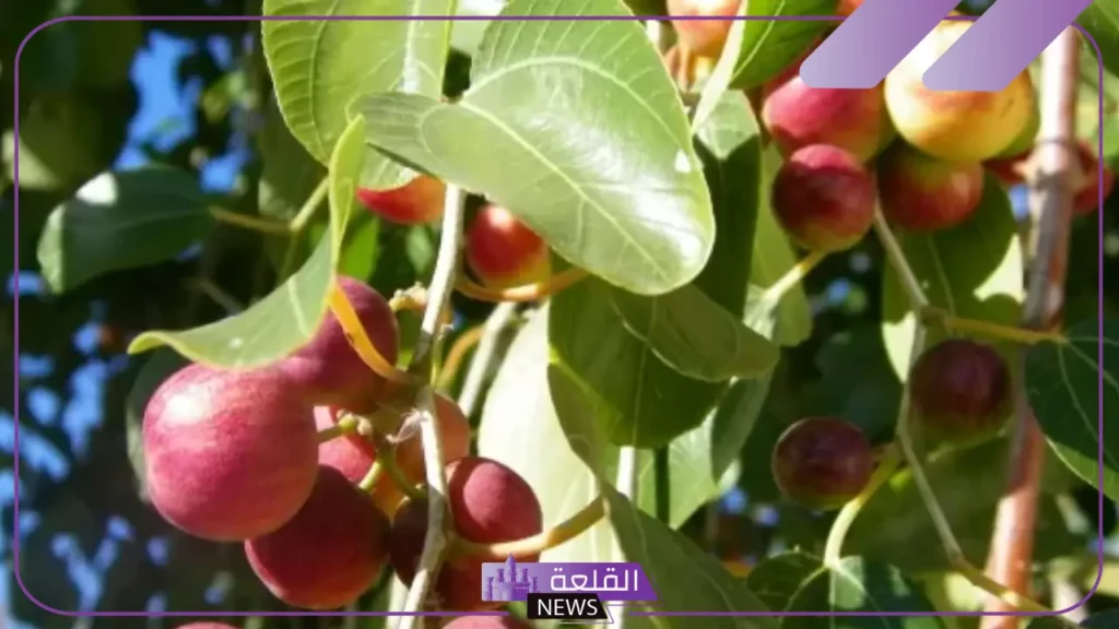 تفسير حلم السدر في المنام للمتزوجة والعزباء والرجل لابن سيرين 6 رؤية شجرة السدر في المنام للرجل