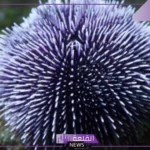 بحث عن شوكيات الجلد بالأنواع والفوائد