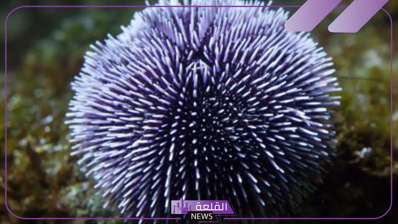 بحث عن شوكيات الجلد