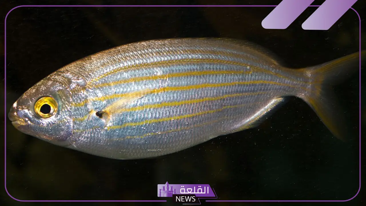 معلومات عن سمك العريضي.. حقائق عن الأسماك وأنواعها 7 سمك صرب