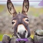 ما اسم صوت الحمار؟ أسباب إصدار الحمار للصوت 