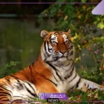 صوت النمر يسمى: ما هو صوت النمر من 5 حروف