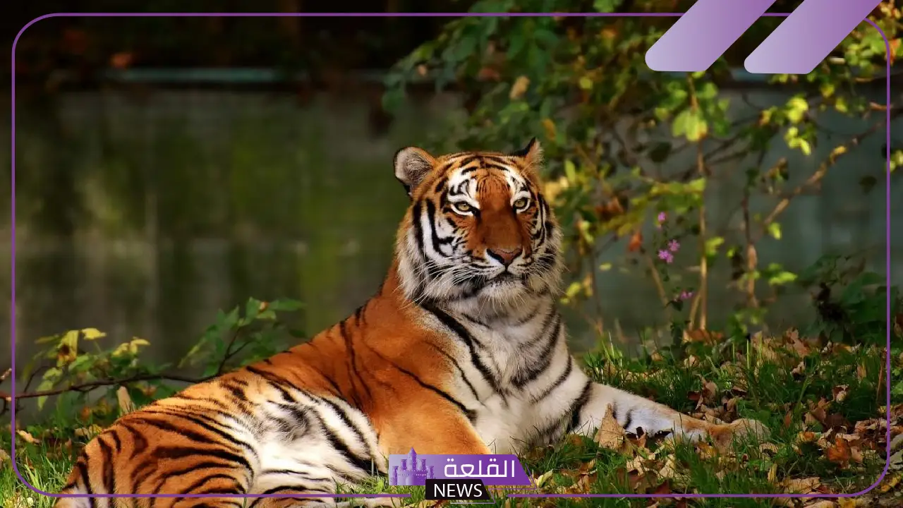 صوت النمر يسمى: ما هو صوت النمر من 5 حروف