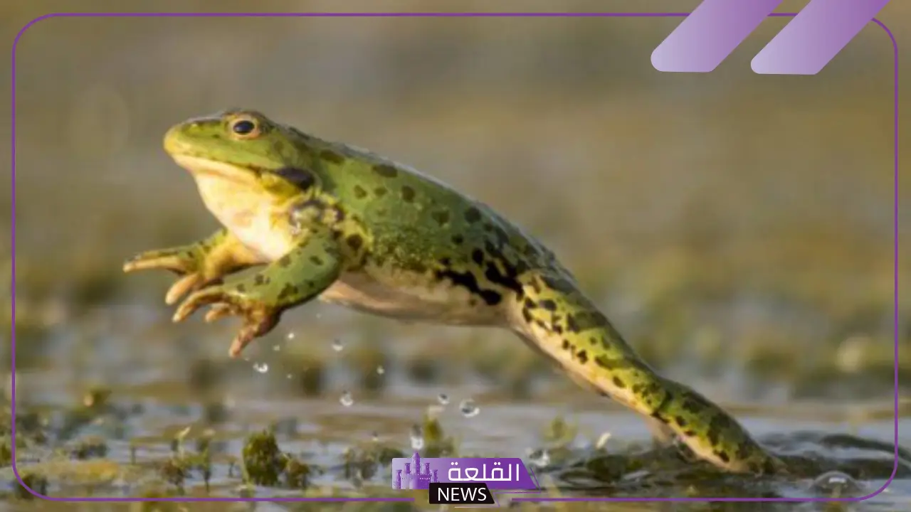 صوت الضفدع يسمى: اسم صوت الضفدع من 4 حروف 5 أنواع أصوات الضفادع
