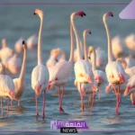 انواع الطيور الكبيره وخصائصها.. أثقل الطيور في العالم