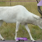 تفسير حلم رؤية ظبى ابيض في المنام للرجل والمرأة لاب نسيرين