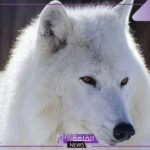 ما هو اسم صوت الذئب؟ معلومات عن الذئب وحياته