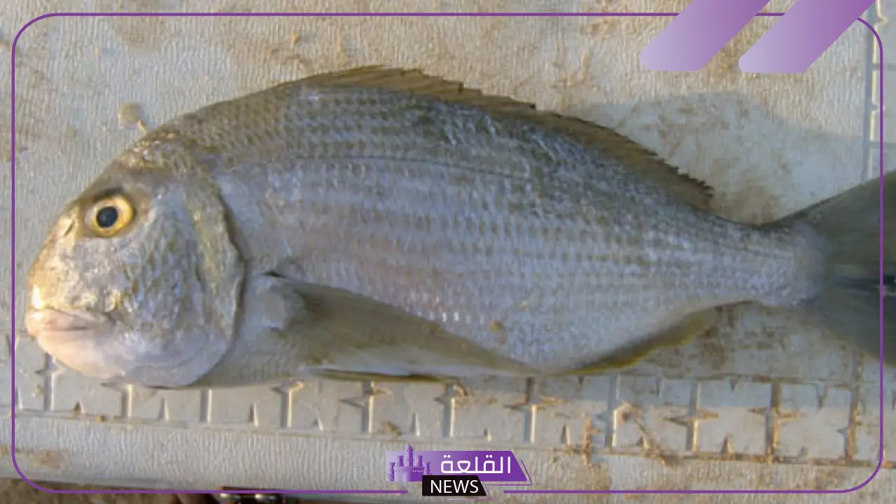 معلومات عن سمك العريضي.. حقائق عن الأسماك وأنواعها 6 أين يعيش سمك قرقفان