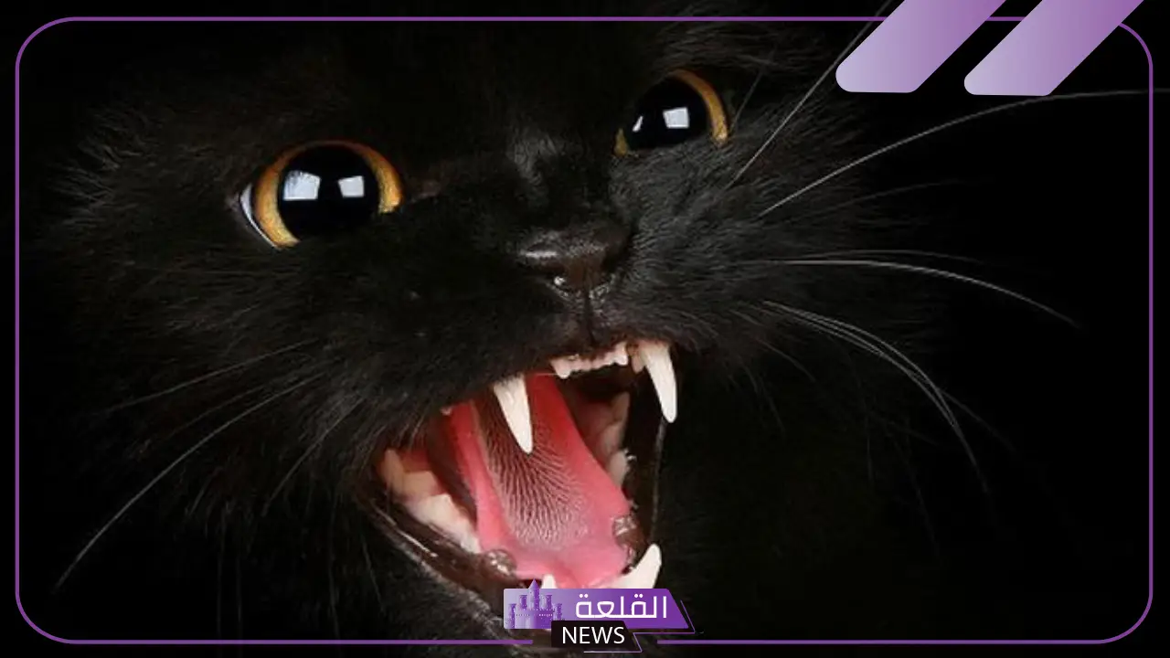 تفسير حلم رؤية القط الاسود في المنام والخوف منه للمتزوجة والعزباء 5 هجوم القط الأسود في المنام للمتزوجة