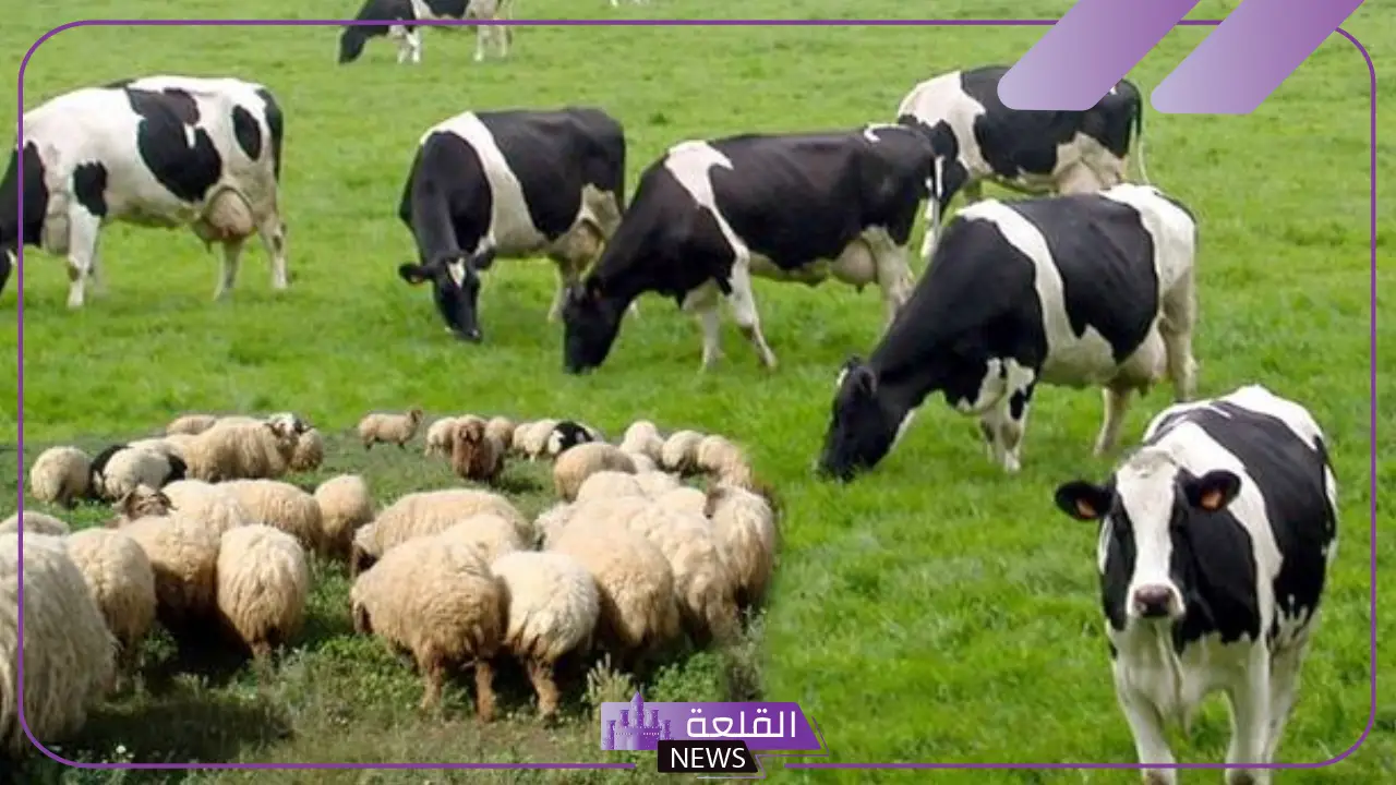 من أسباب قلة الثروة الحيوانية في وطني: ما هو ترتيب المواشي في البلاد العربية 5 أهمية الثروة الحيوانية في وطني