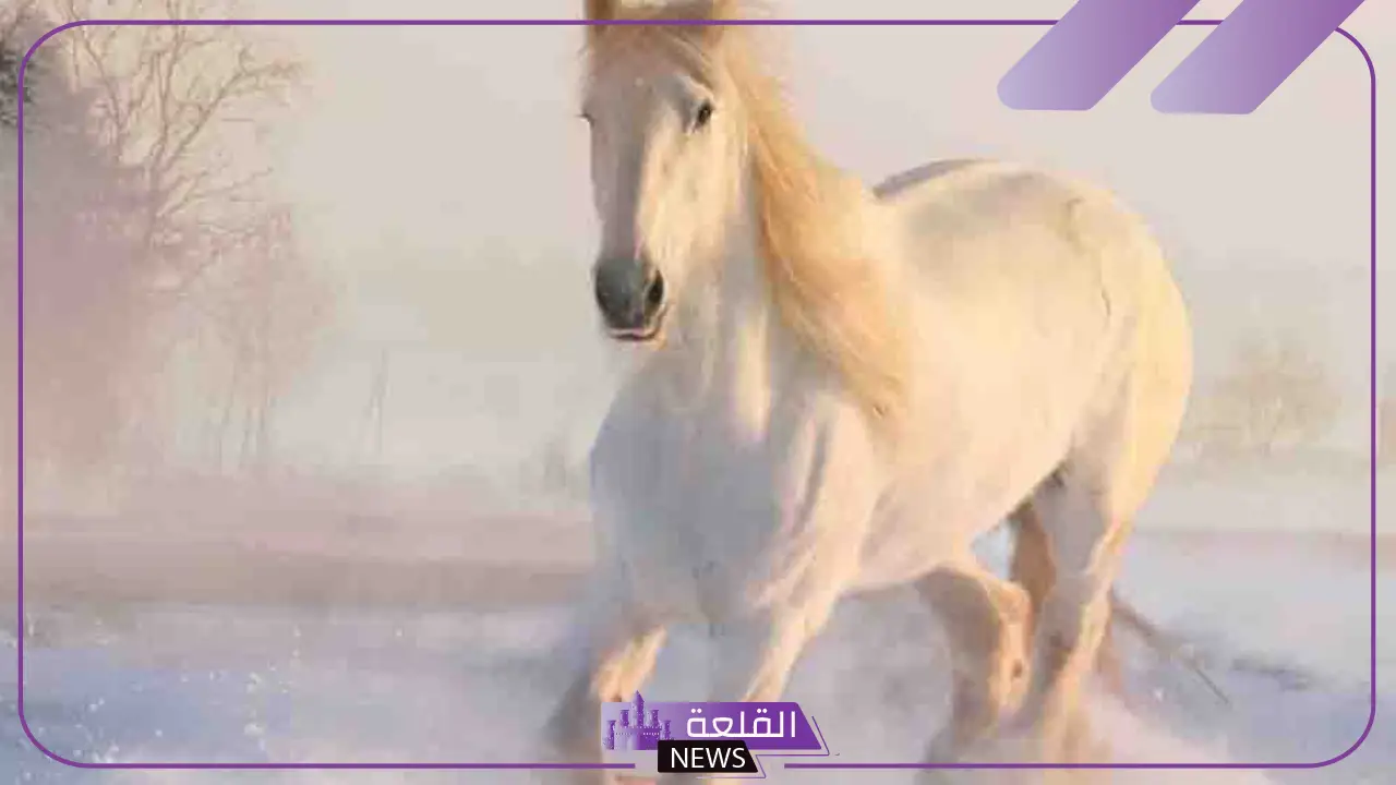 معلومات عن الخيل الاعوجية وأصلها في الإسلام 5 لماذا سميت الخيول الأعوجية بهذا الاسم؟