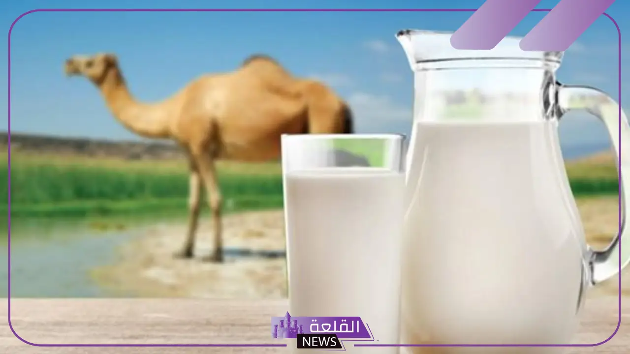 تفسير حلم رؤية حليب الابل في المنام للمتزوجة والرجل لابن سيرين 5 تفسير حلم حليب الإبل للرجل