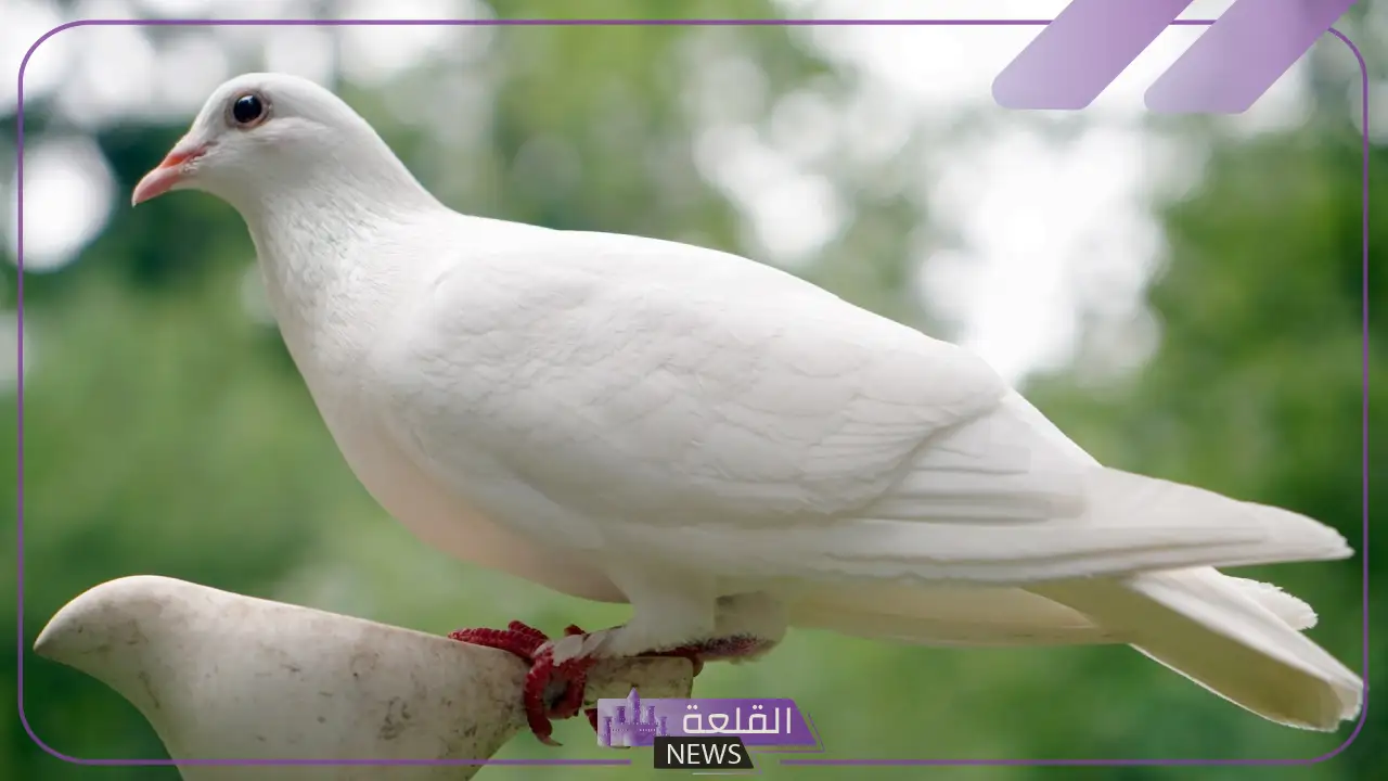 صوت الحمام يسمى: لماذا يصدر الحمام صوتا؟ 5 ما اسم صوت الحمام