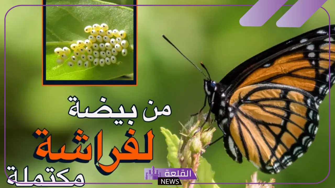 كم عدد مراحل التحول الكامل في الفراشه؟ 5 خصائص الفراشات