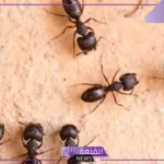 كم عدد عيون النمل؟ أجزاء جسم النملة