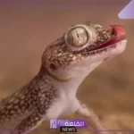 رمز الوزغ في المنام للمتزوجة والعزباء والحامل لابن سيرين