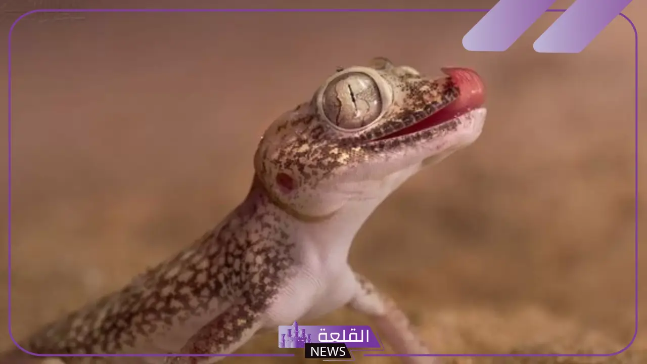 رمز الوزغ في المنام للمتزوجة والعزباء والحامل لابن سيرين