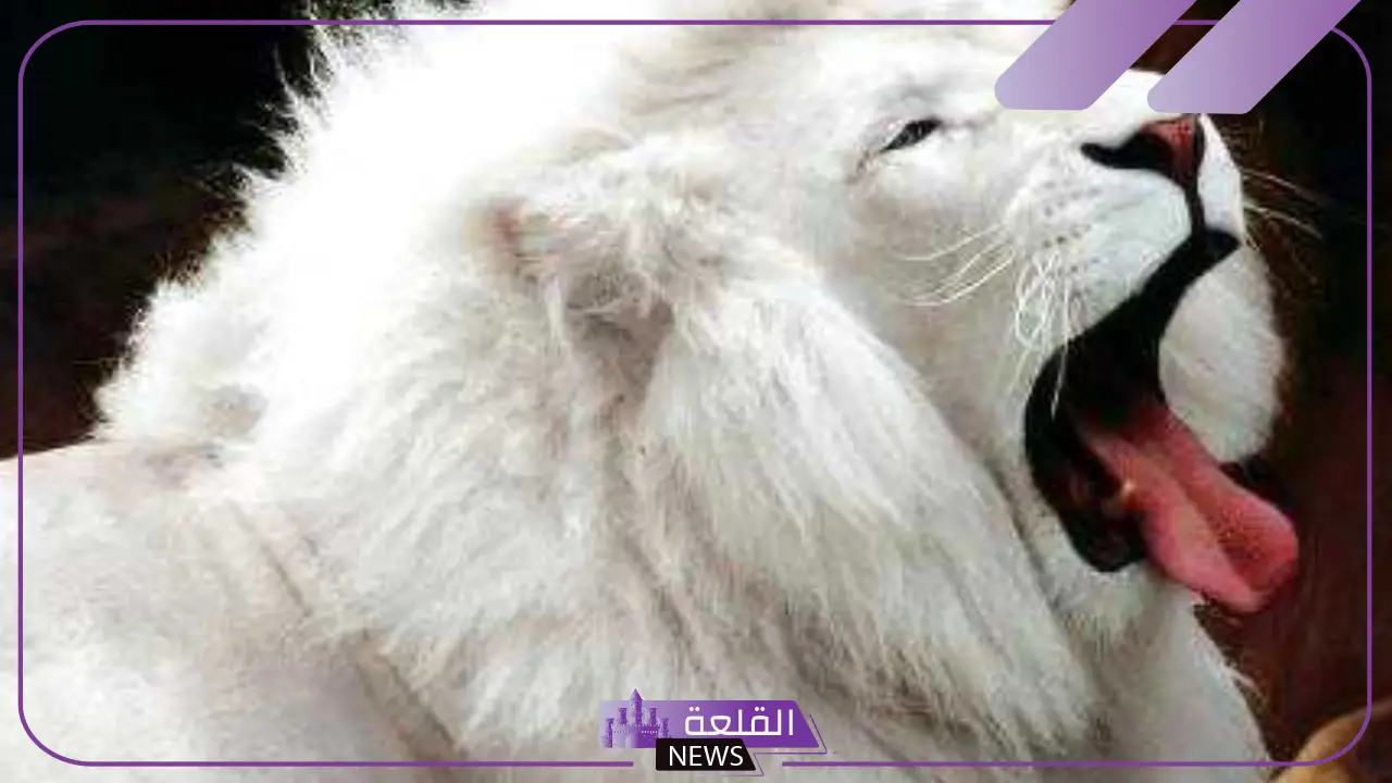 هل الليث حيوان؟ صفات الليث وسلوكه في الغابة 6 حيوان الليث الأبيض