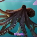كم عدد ارجل الاخطبوط؟ أين يعيش الأخطبوط