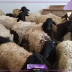 تعرف عليها.. أماكن حجز الأضاحي التابعة لوزارة الزراعة في مصر 2025