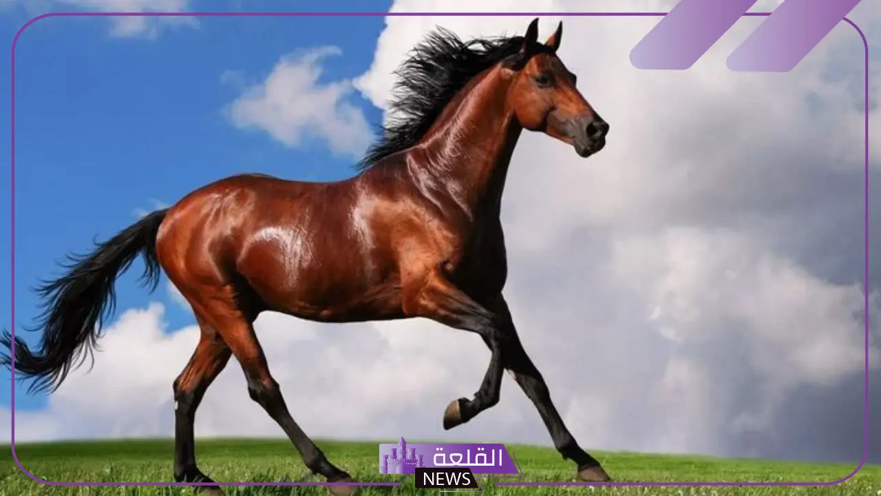 معلومات عن الخيل الكميت والخيل الأشقر
