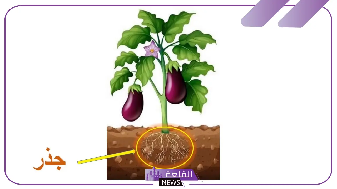 ما هي اجزاء النبات ووظائفها للاطفال 5 أجزاء النبات بالانجليزي