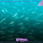دورة حياة السمكة..  أهمية الحفاظ على التوازن البيئي للأسماك