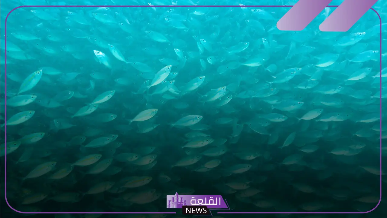 دورة حياة السمكة..  أهمية الحفاظ على التوازن البيئي للأسماك
