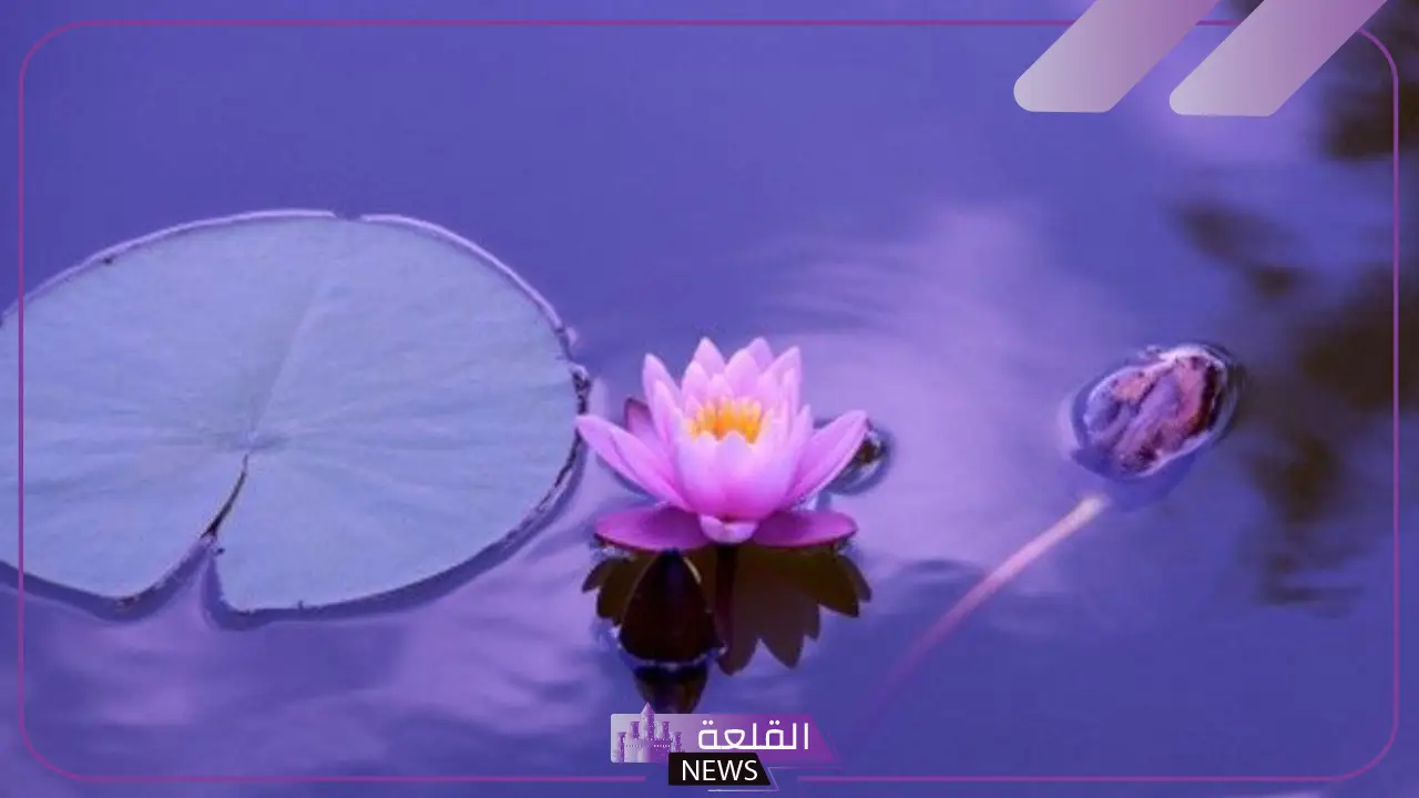 وصف وخصائص زنبق الماء وأهميته في النظام البيئي 5 تحليل لوحة زنابق الماء