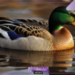 تفسير حلم البط في المنام وعلاقته بالخير للعزباء لابن سيرين