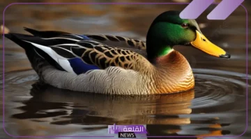 البط في الحلم