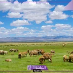 المنطقة العشبية المعتدلة.. معلومات عن المناطق العشبية المعتدلة