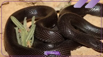 الثعبان في الحلم