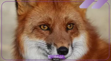 الثعلب وصفاته