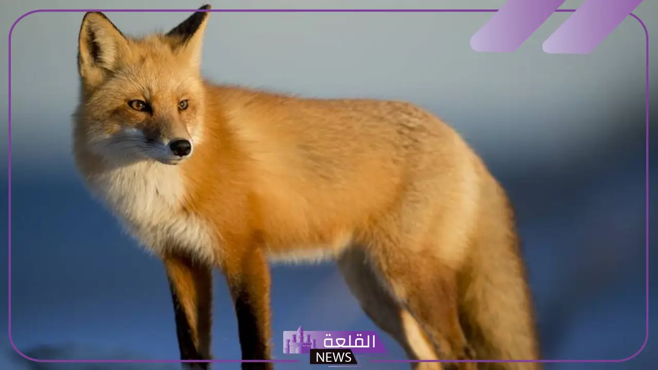 صفات الثعلب وعقيدته.. تصنيف الثعالب وأنواعها 5 تصنيف الثعالب وأنواعها