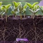 من أنواع الجذور: أنواع الجذور المائية والدرنية