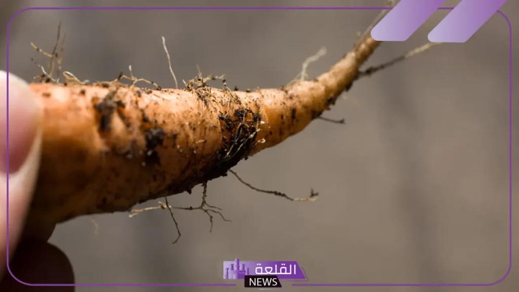 من أنواع الجذور: أنواع الجذور المائية والدرنية 5 من أنواع الجذور