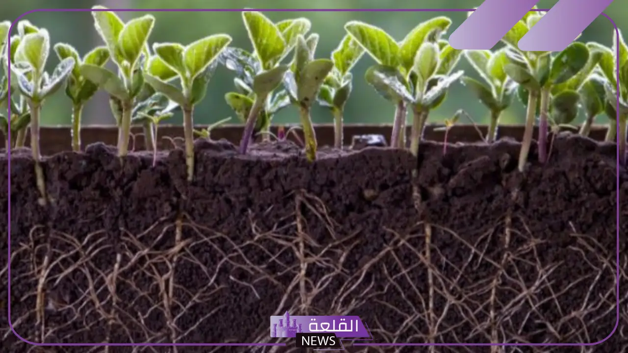 من أنواع الجذور: أنواع الجذور المائية والدرنية