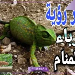 تفسير حلم قتل الحرباء في المنام ورؤيتها لابن سيرين