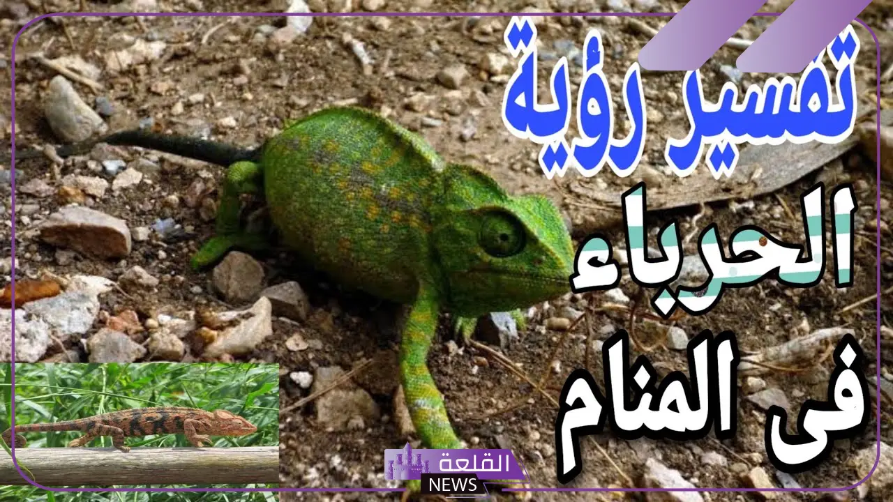 تفسير حلم قتل الحرباء في المنام ورؤيتها لابن سيرين