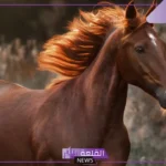كم مدة حمل الفرس؟ علامات حمل الفرس