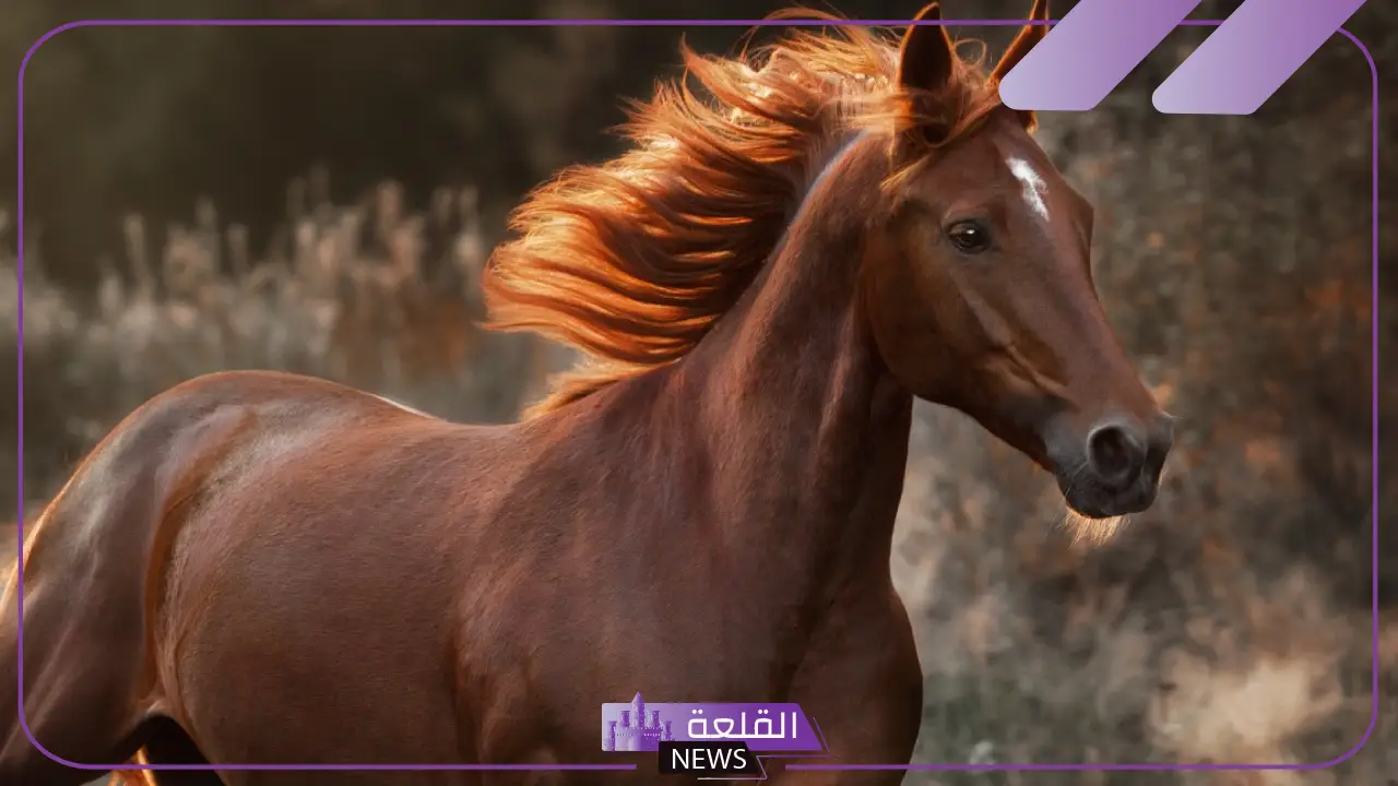 كم مدة حمل الفرس؟ علامات حمل الفرس
